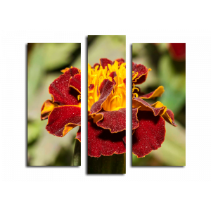 Модульная картина Бордовый цветок